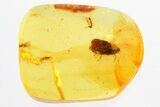 Detailed Fossil Planthopper (Fulgoroidea) In Baltic Amber #296870-1